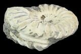 Ammonite (Pleuroceras) Fossil - Germany #125389-1